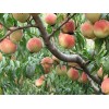 桃樹苗、金秋紅蜜桃、晚熟桃、晚熟桃樹、桃苗、桃樹苗新品種