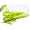 芹菜價格多少錢，眾合芹菜售貨點——芹菜批發(fā)