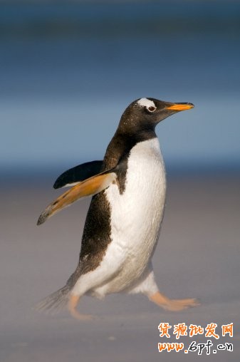 電商海報，設計淘寶女包主題海報