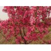 海通苗木_優(yōu)質(zhì)海棠供應(yīng)商 山東西府海棠